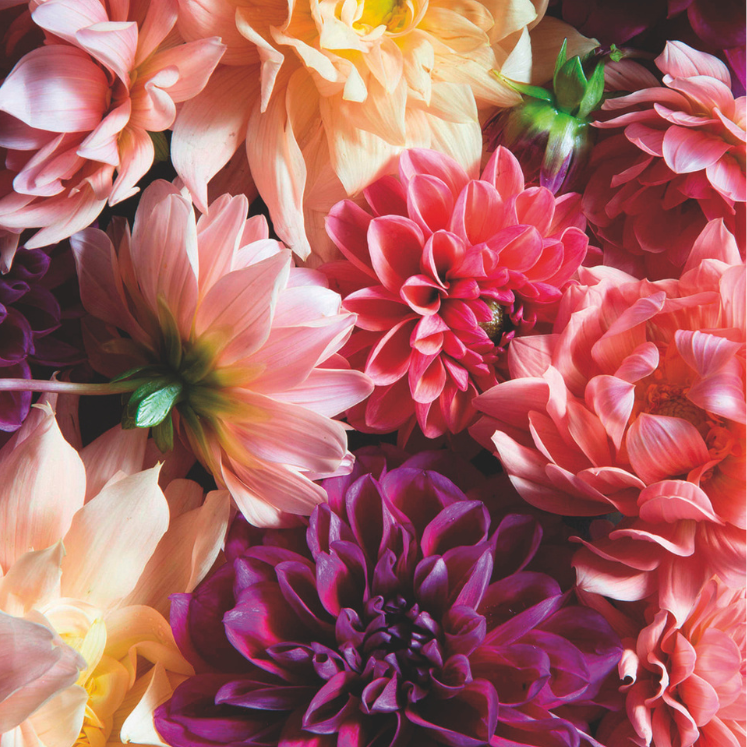 Eau de Toilette Midnight Dahlia