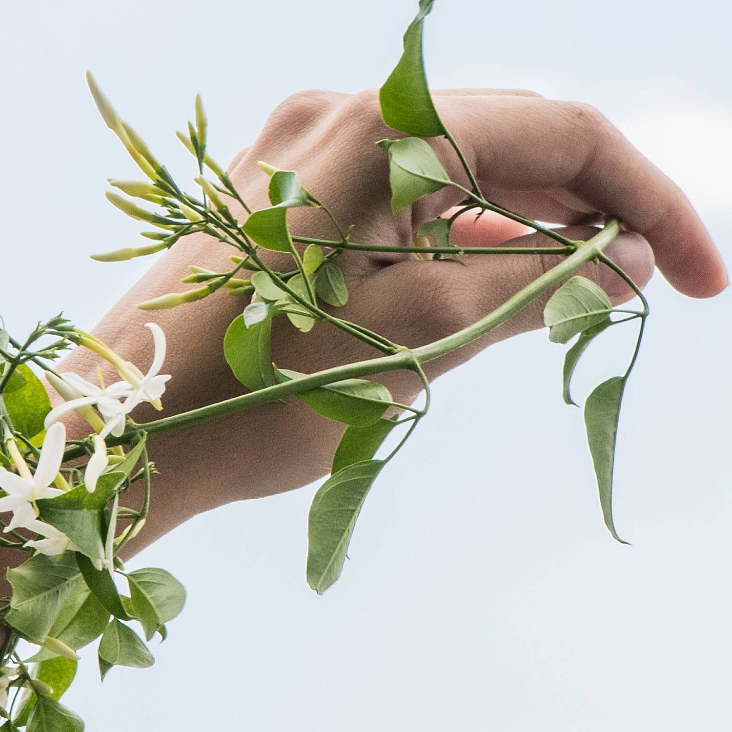 Renewing Body Cleanser Jasmine