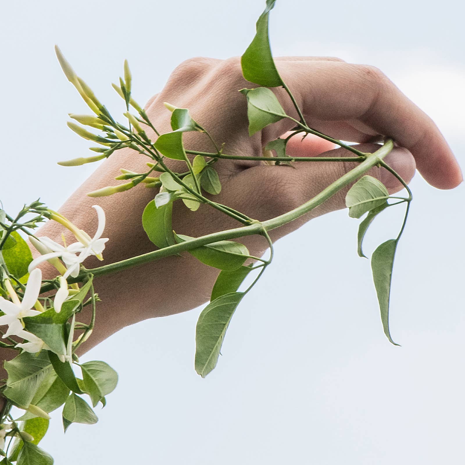 Renewing Body Cleanser Jasmine
